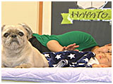 プリン きょうのわんこ 写真4