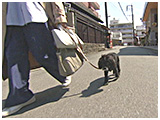 ココ きょうのわんこ 写真2