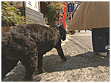 ココ きょうのわんこ 写真3