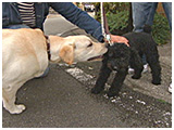 ビター きょうのわんこ 写真4