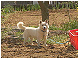 ごんた きょうのわんこ 写真2