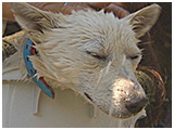 ごんた きょうのわんこ 写真5