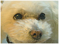 やす きょうのわんこ 写真1