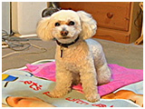やす きょうのわんこ 写真2