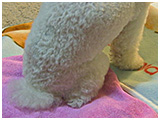 やす きょうのわんこ 写真3
