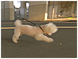 やす きょうのわんこ 写真4
