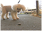 やす きょうのわんこ 写真5