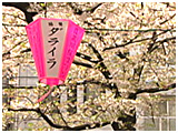 ダライラ きょうのわんこ 写真4