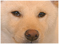 ハクト きょうのわんこ 写真1