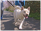 ハクト きょうのわんこ 写真5