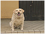 オレオ きょうのわんこ 写真2