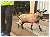 オレオ きょうのわんこ 写真3