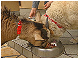 オレオ きょうのわんこ 写真5