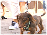 ショコラ きょうのわんこ 写真4