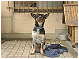 プー太 きょうのわんこ 写真2
