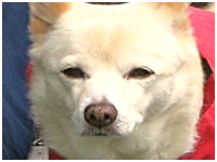 こむぎ きょうのわんこ 写真1
