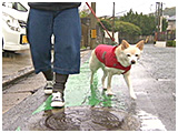 こむぎ きょうのわんこ 写真2