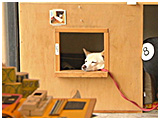 こむぎ きょうのわんこ 写真5