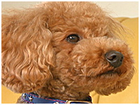 スクレ きょうのわんこ 写真1