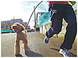 スクレ きょうのわんこ 写真5