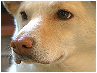 オリーブ きょうのわんこ 写真1