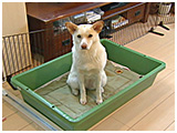 オリーブ きょうのわんこ 写真2