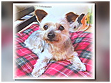 オリーブ きょうのわんこ 写真3