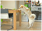 オリーブ きょうのわんこ 写真4