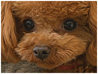 くぅ きょうのわんこ 写真1