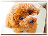 くぅ きょうのわんこ 写真3