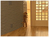 くぅ きょうのわんこ 写真5