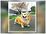 ルー きょうのわんこ 写真3