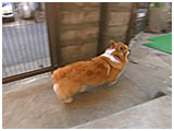 ルー きょうのわんこ 写真4
