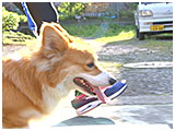 ルー きょうのわんこ 写真5