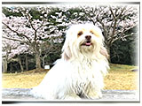 モヘア きょうのわんこ 写真3