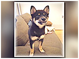 くるみ きょうのわんこ 写真2