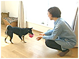 くるみ きょうのわんこ 写真3