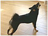 くるみ きょうのわんこ 写真5