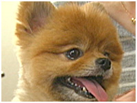 トト きょうのわんこ 写真1