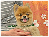 トト きょうのわんこ 写真2
