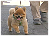 トト きょうのわんこ 写真3