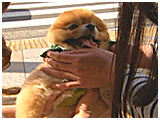 トト きょうのわんこ 写真5