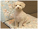 ラテ きょうのわんこ 写真2