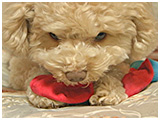 ラテ きょうのわんこ 写真5
