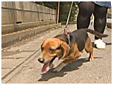 ビースケ きょうのわんこ 写真2