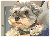 そら きょうのわんこ 写真2