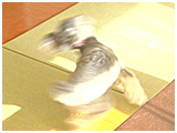 そら きょうのわんこ 写真3