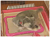 そら きょうのわんこ 写真4