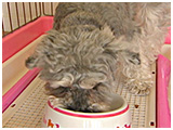 そら きょうのわんこ 写真5