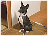 ろく きょうのわんこ 写真2